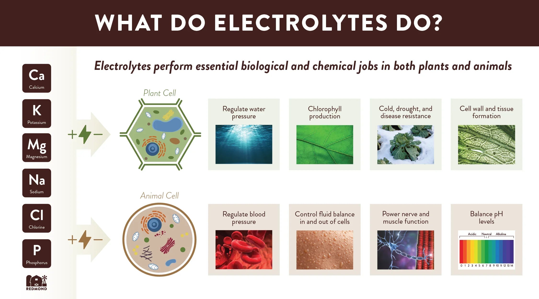 Reclaim Your Vitality: The Power of Electrolytes
